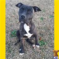 american pit bull puppy posted by Lynsey Tyndall